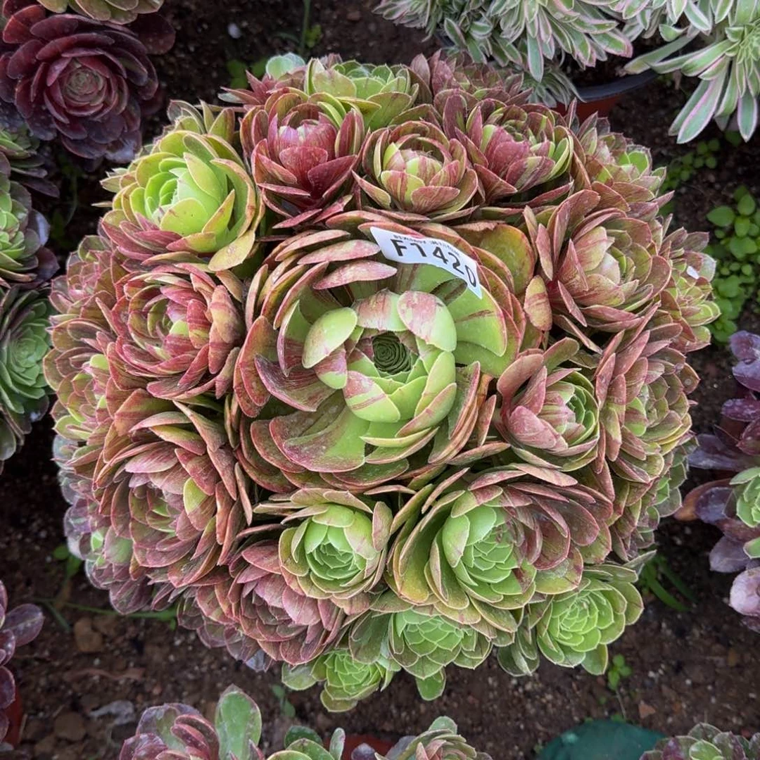 1420花月夜多肉植物