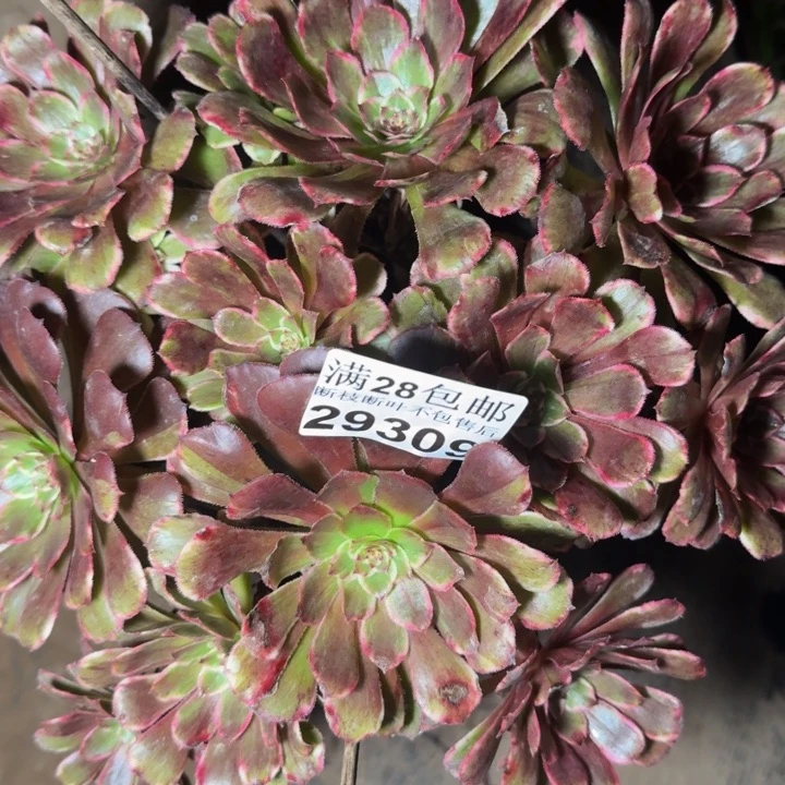 29309水墨画多肉植物