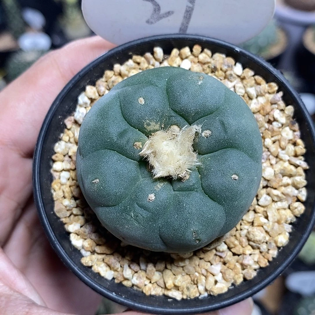 实生草球29号4.6cm