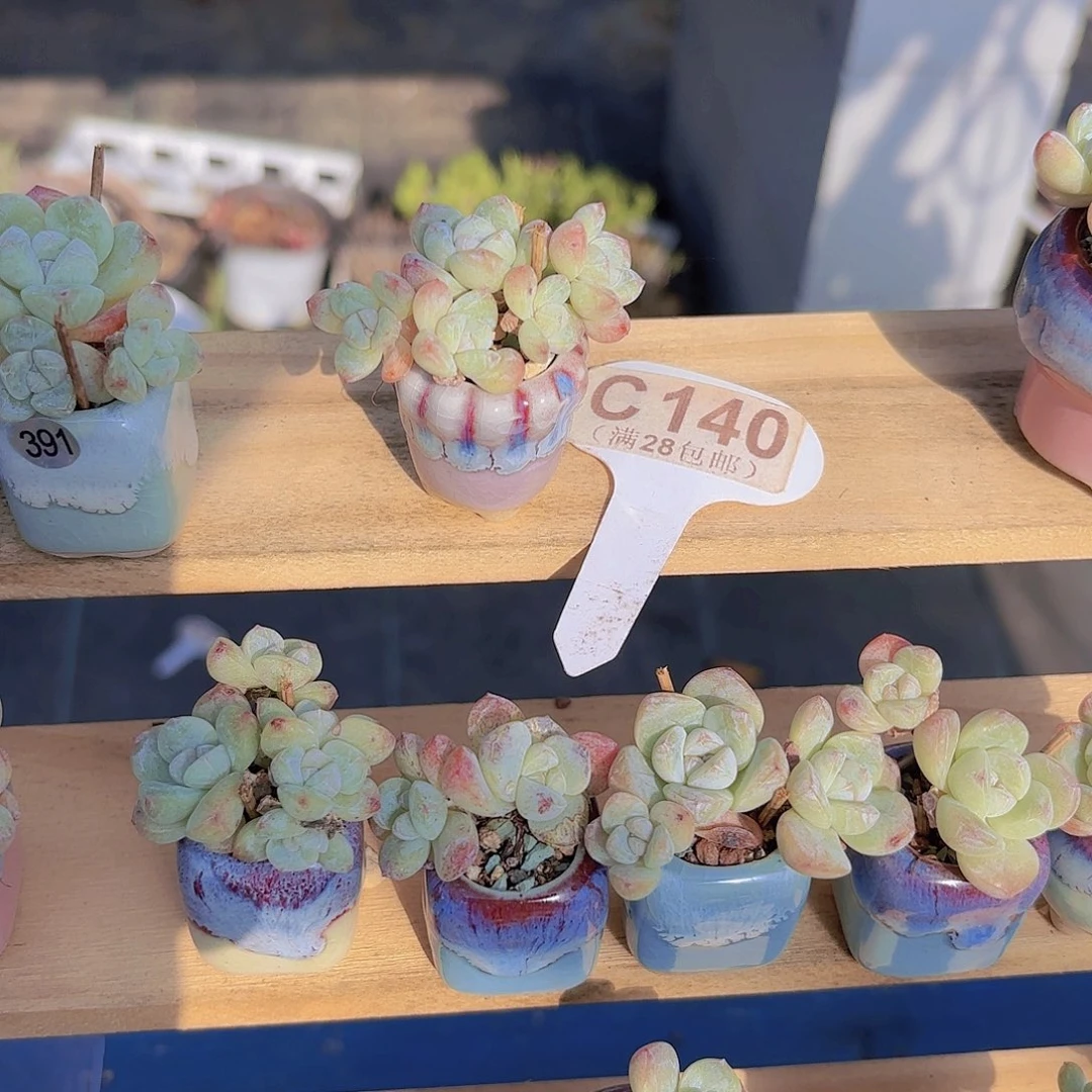 C140冰玉五头老桩一物一拍