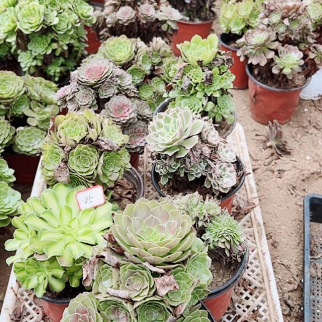 【闪购商品】无花朵25号套餐7颗多肉植物