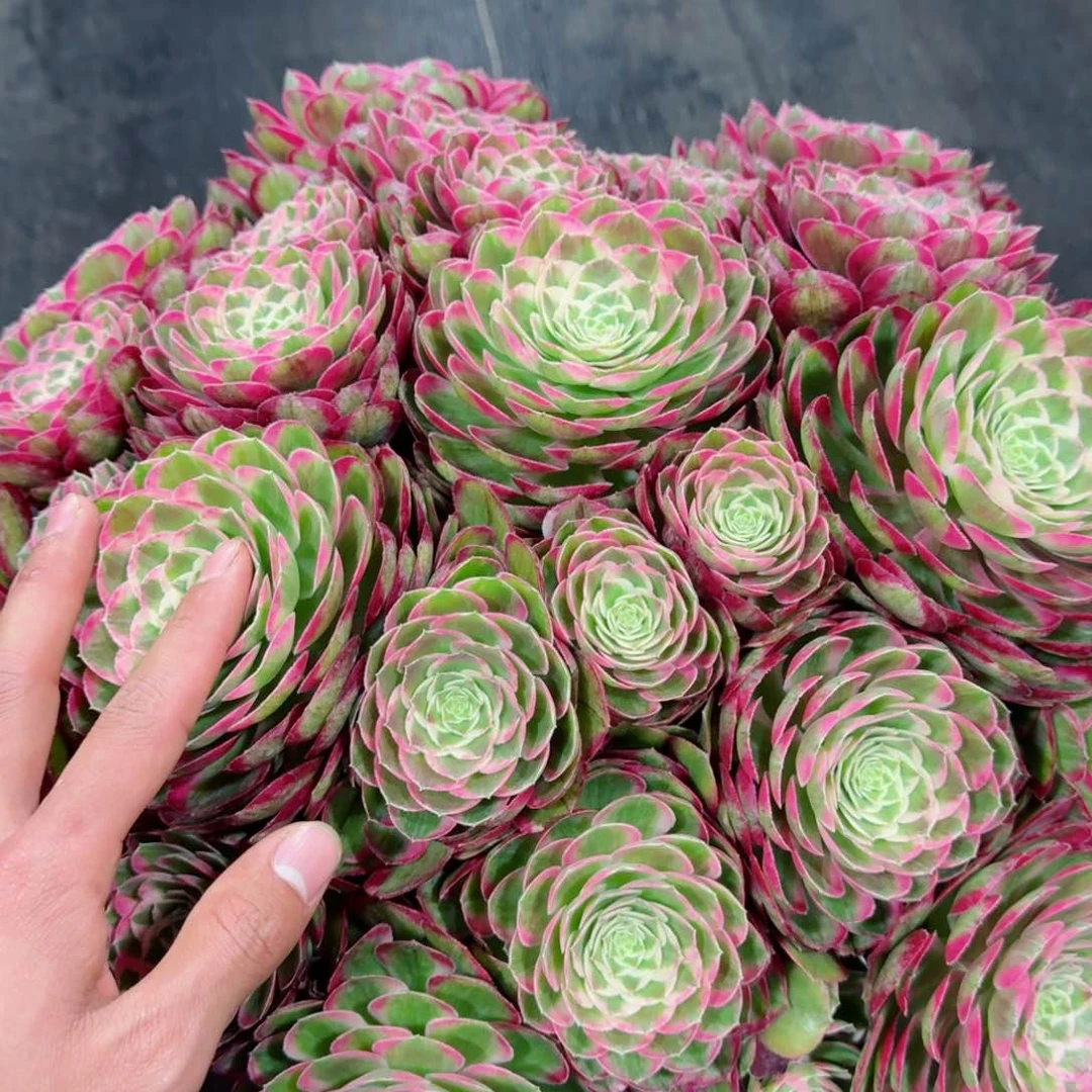 刺*君多肉植物发货发货