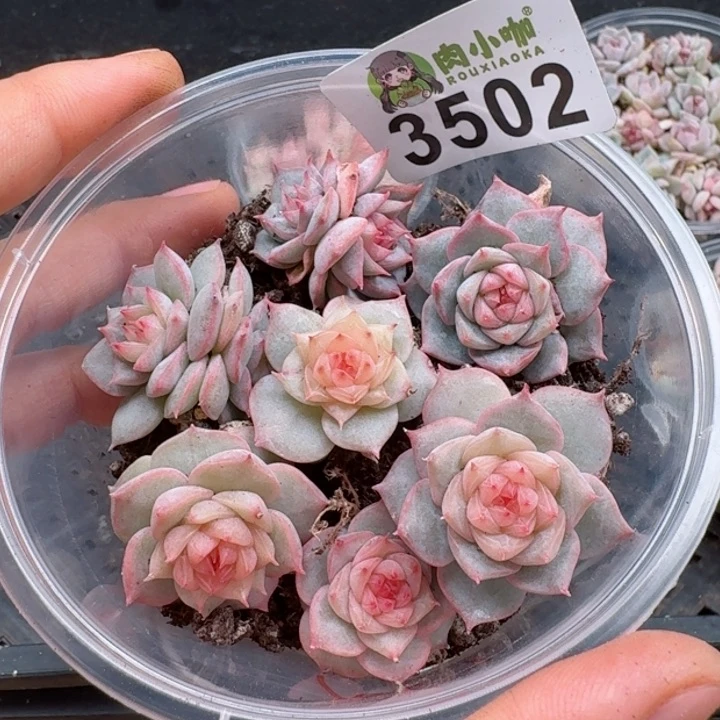 多肉植物多肉植物