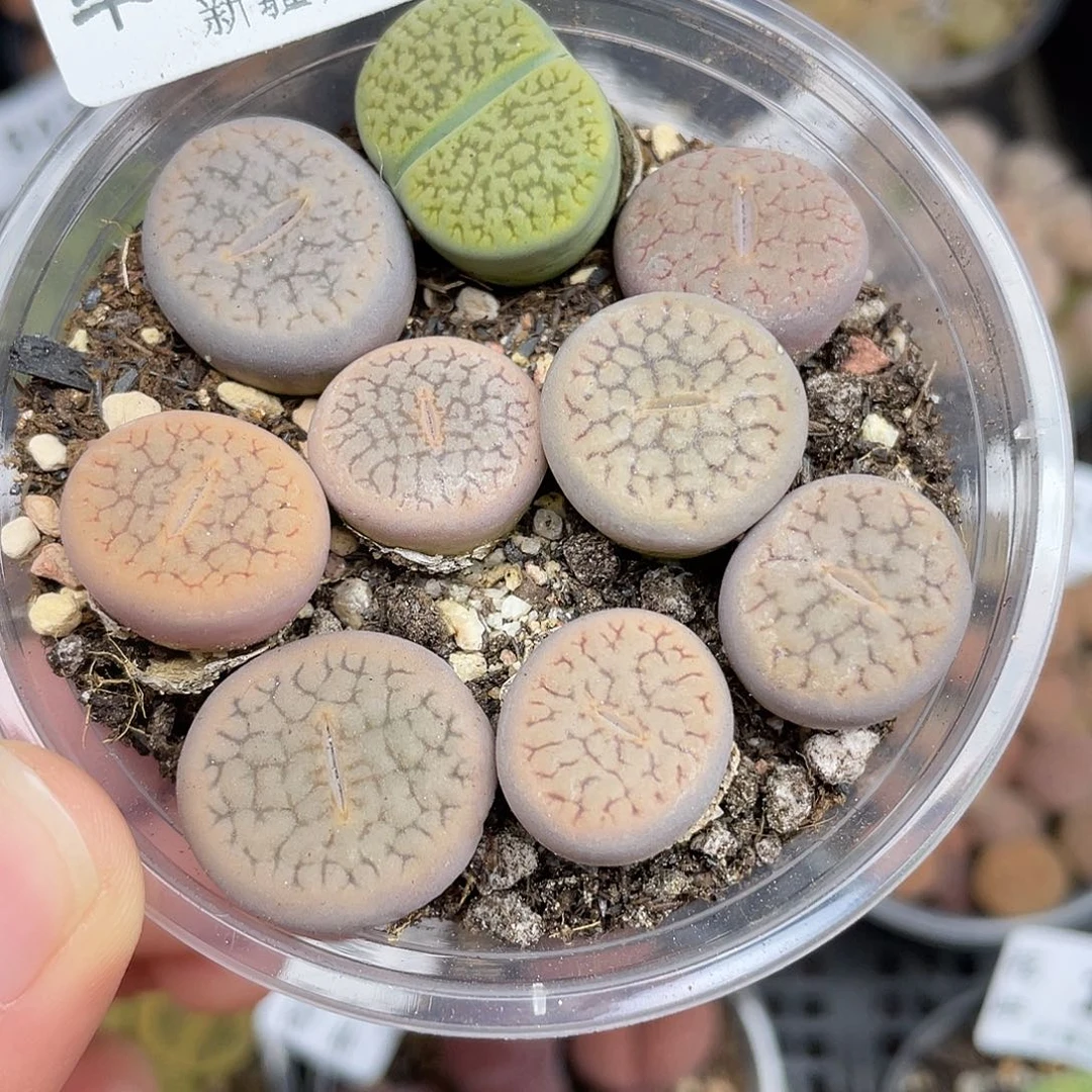 02000000花花花花花花花