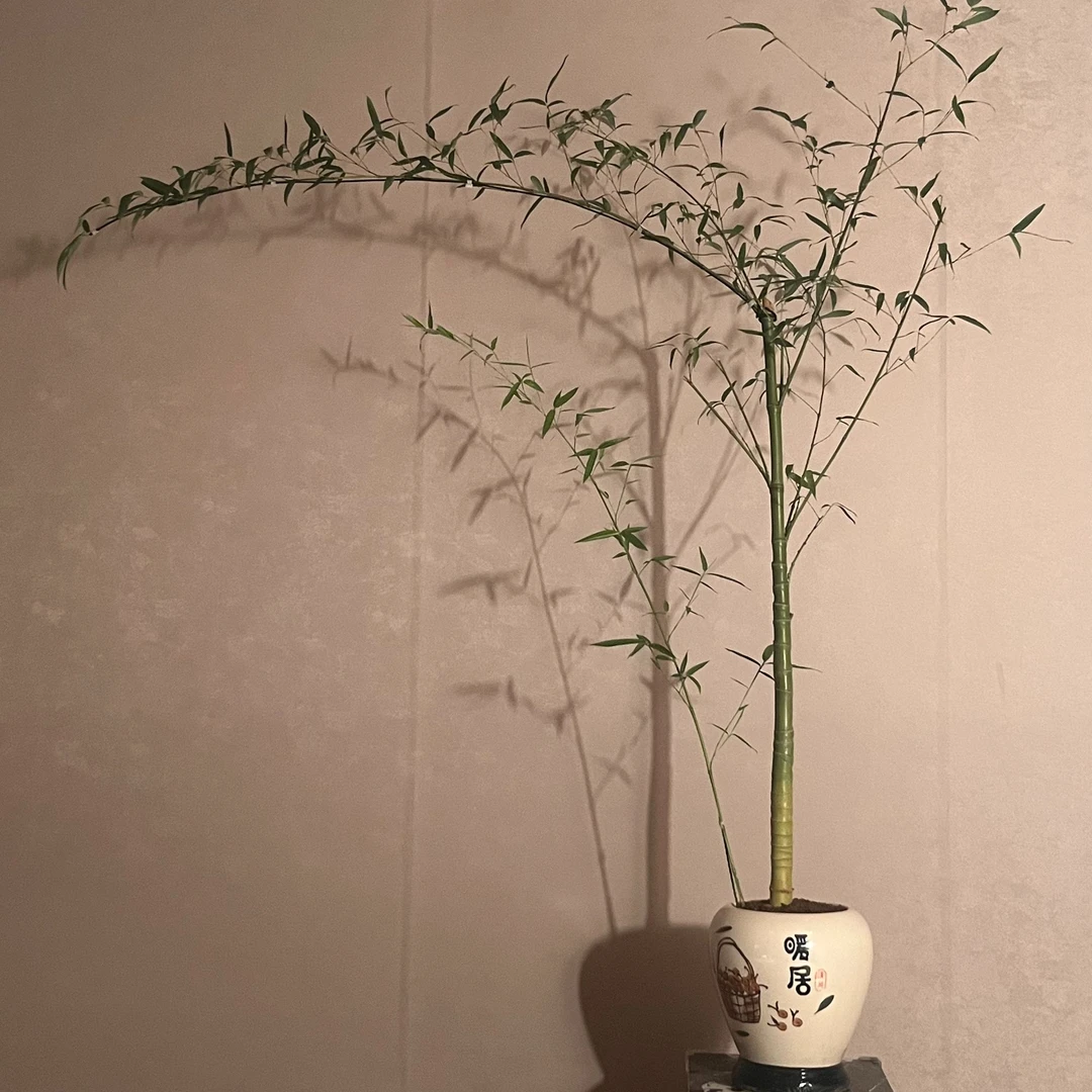 【言一精选】A007 龙鳞竹/老桩 茶台意境