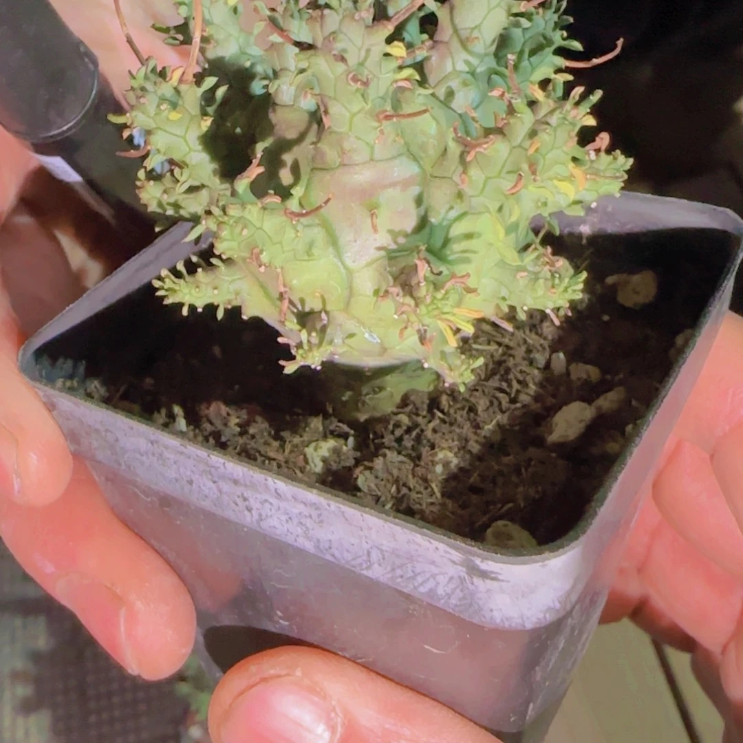 觉***师块根植物块根植物