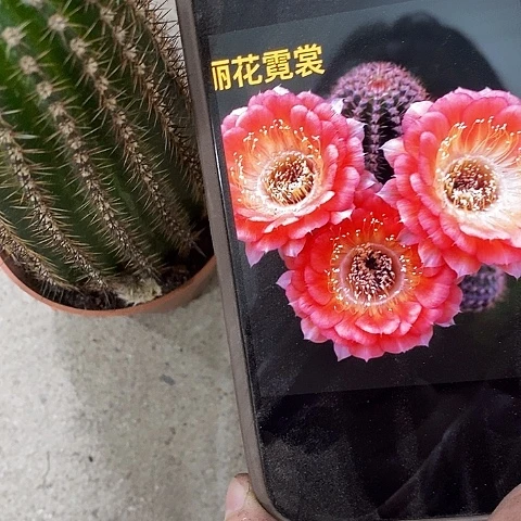 尼桑仙人球，eyioppp