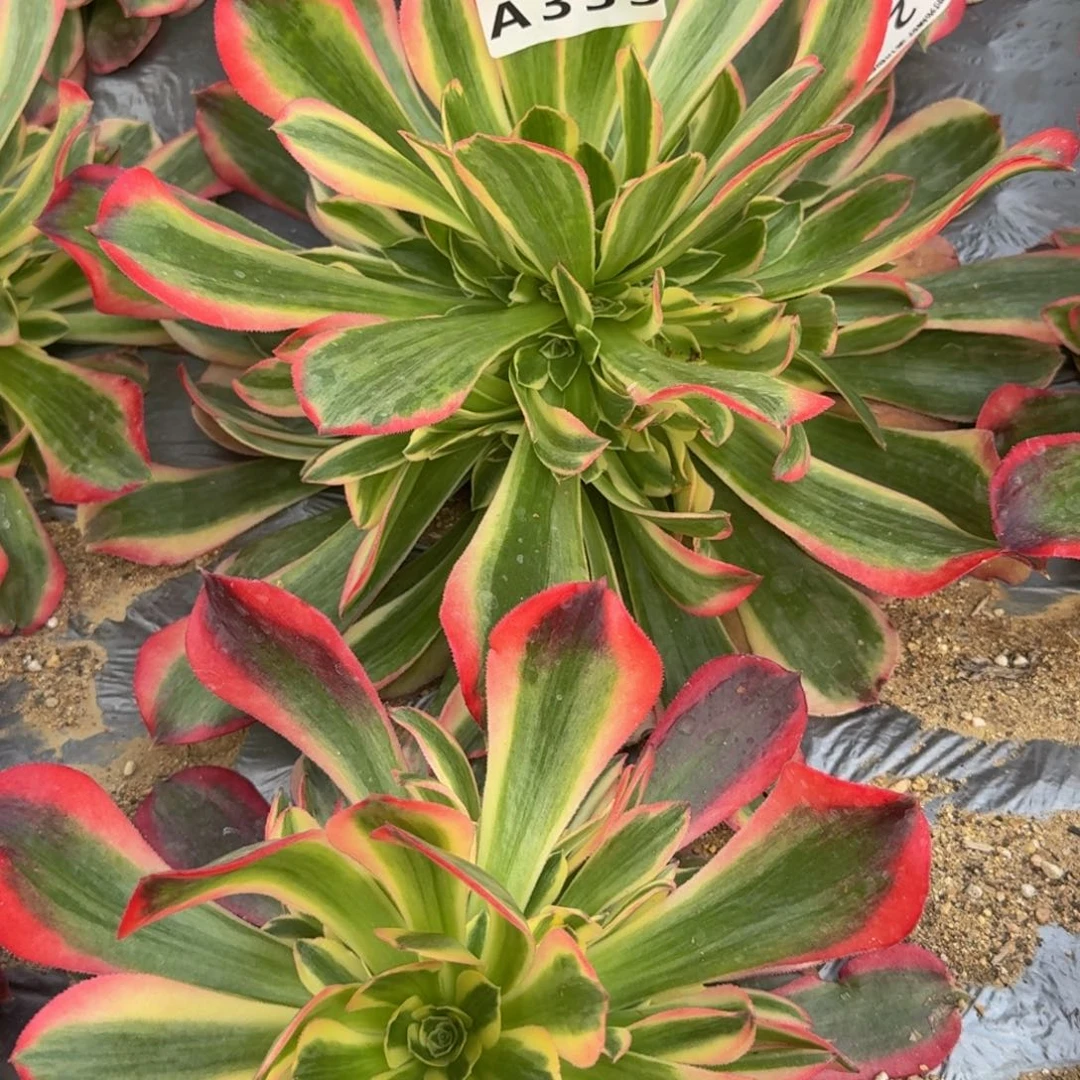 风***人妖月一个333多肉植物