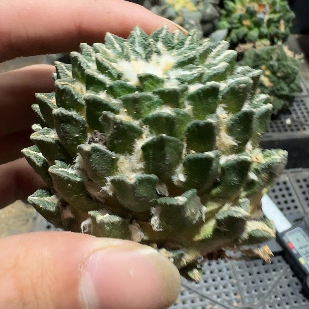 011号仙人球萝卜根