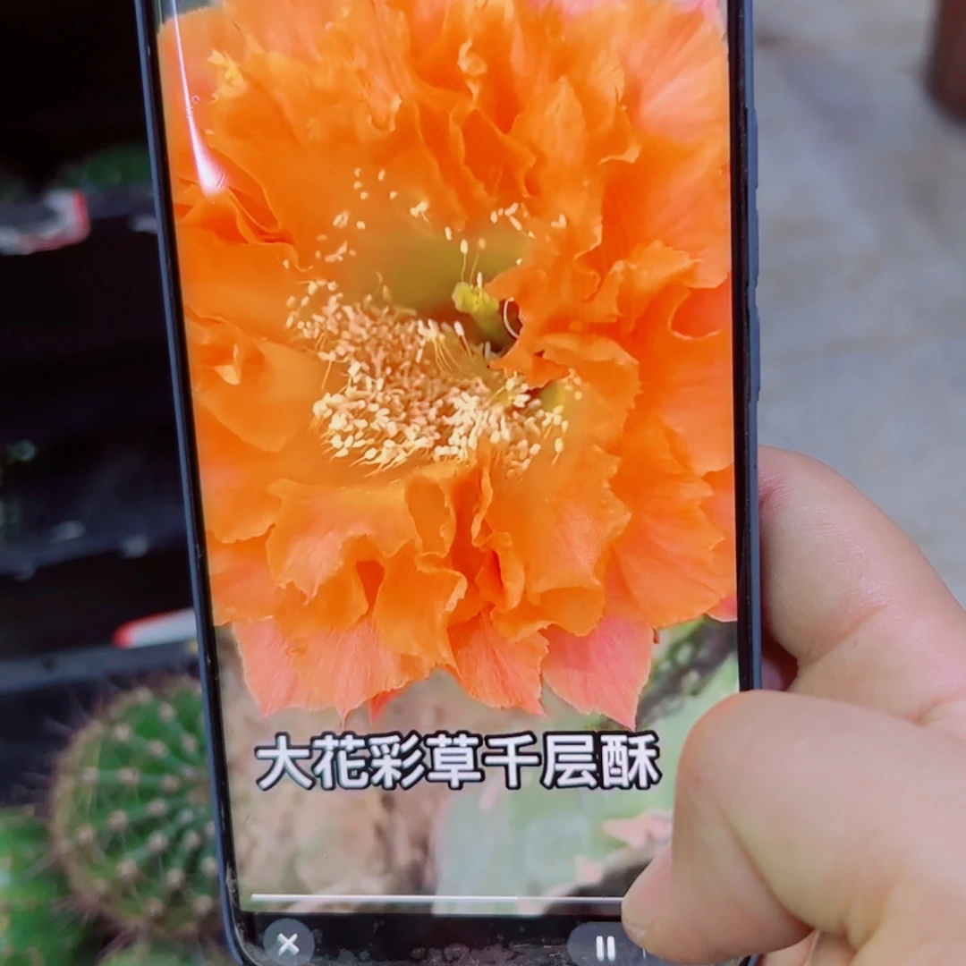 下81彩草千层酥歪无根侧芽4公分左右20 包邮