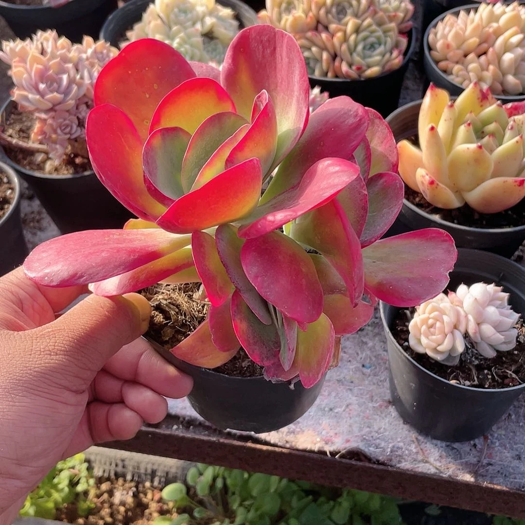 1708  唐印锦 六月六