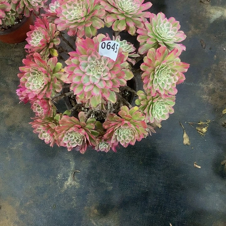 S*L多肉糖衣炮弹645000