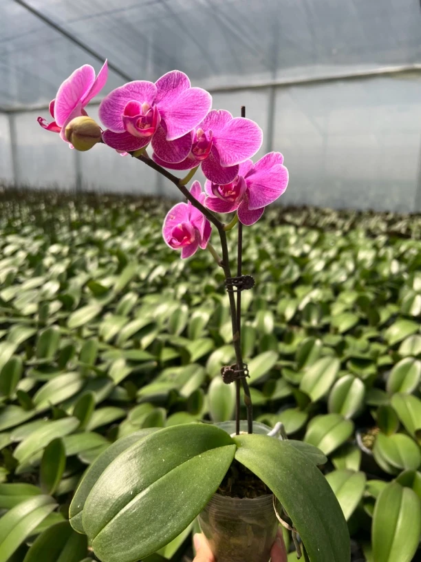 5.5寸杯龙兰【大红鹰】出剑苗