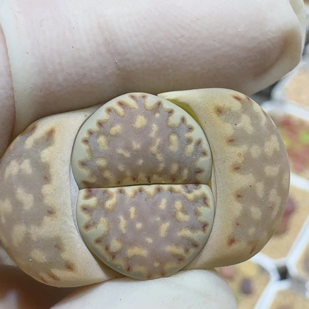 咔**子0303-40饼干编号216