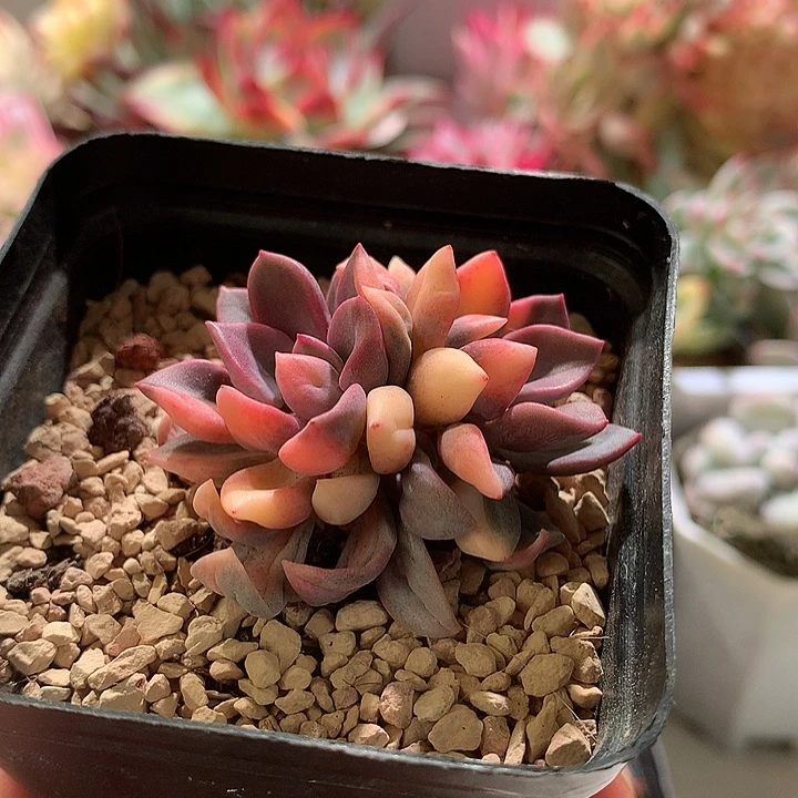 丘比特锦拉丝锦双头