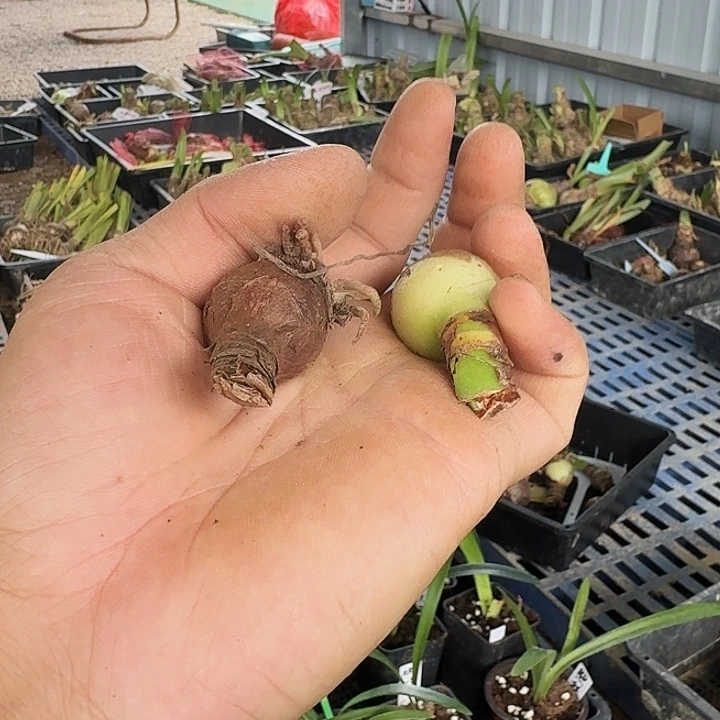 快乐荣耀朱顶红一棵2+