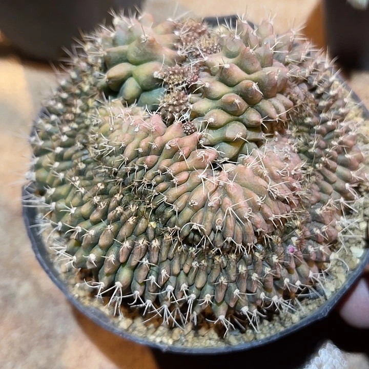 满38包邮2天凑单，脱土晾根发货多肉植物