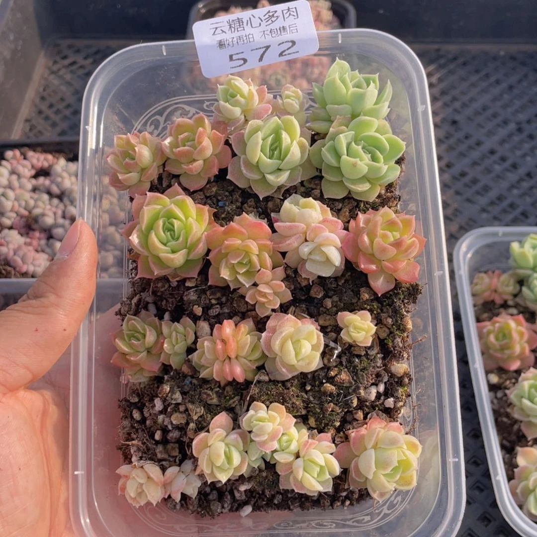 云糖心多肉植物572