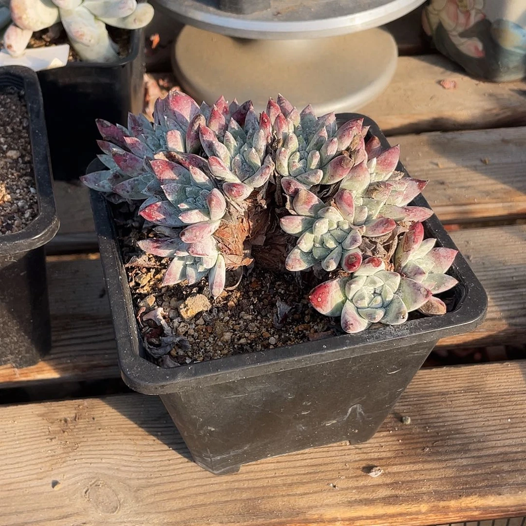 晨溪园艺仙女杯呀