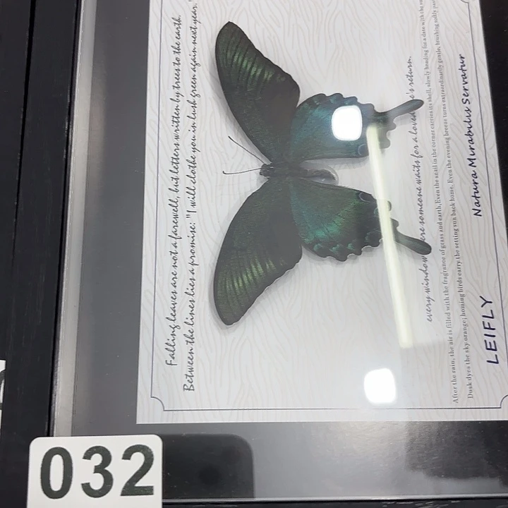 昭***轩蝴蝶标本定制032号