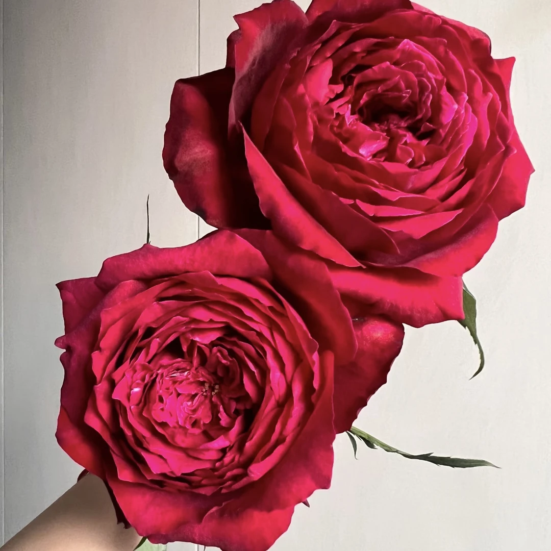 詹尼斯 浓香大花好养盆栽地栽阳台室内室外