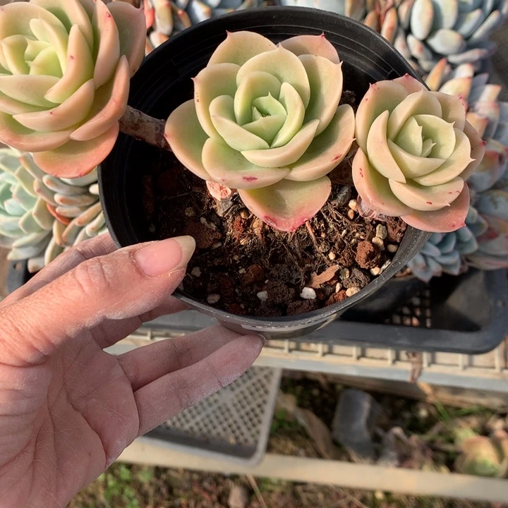 疏***、122809星纳塔嗯嗯嗯嗯嗯加油