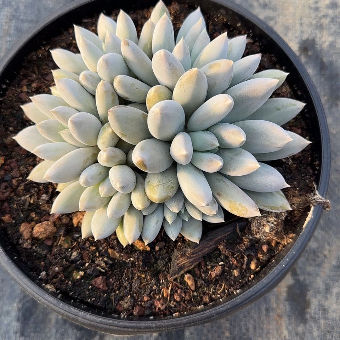 哥特多肉植物多肉植物