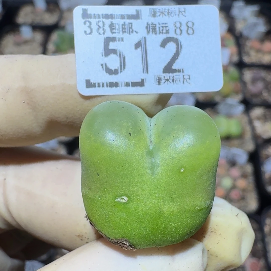 zzzzz精品生石花512