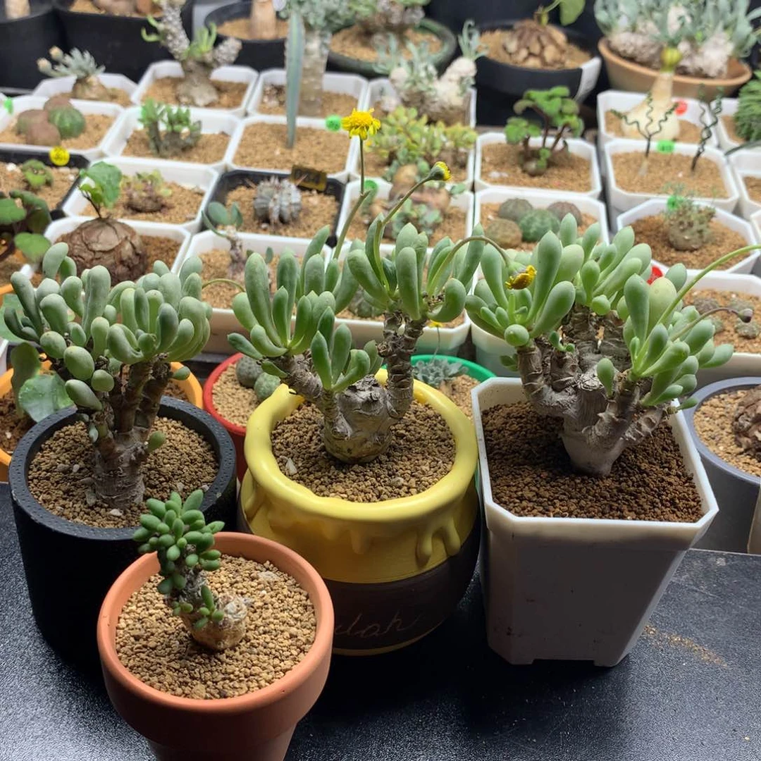 W****s3个卡拉菲1个诱惑