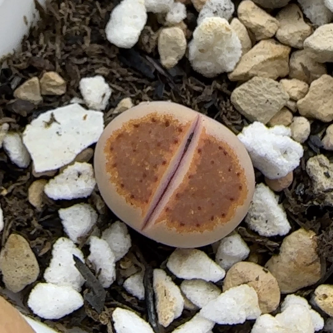 饼干218 清框福利30包邮