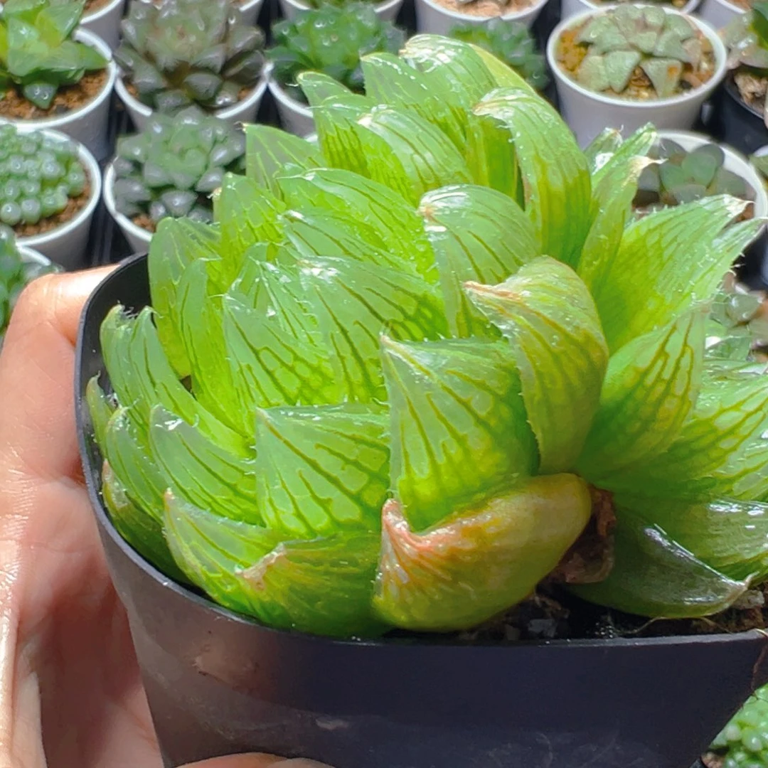 多头樱水晶母本多肉