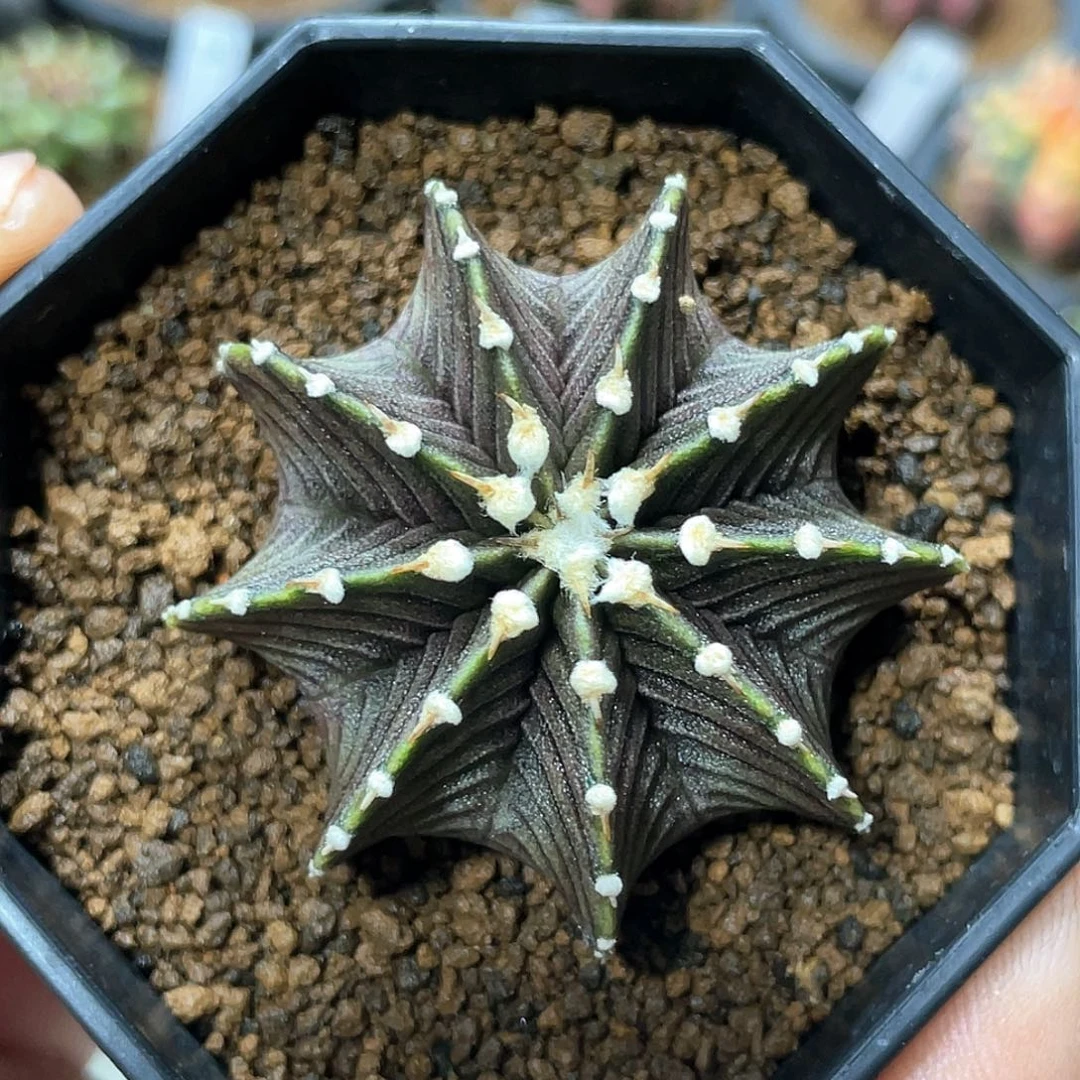 当前无花朵，栽培后可花朵