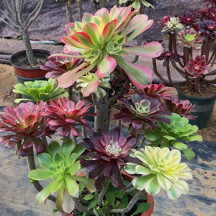 嫁接法师一物一图38