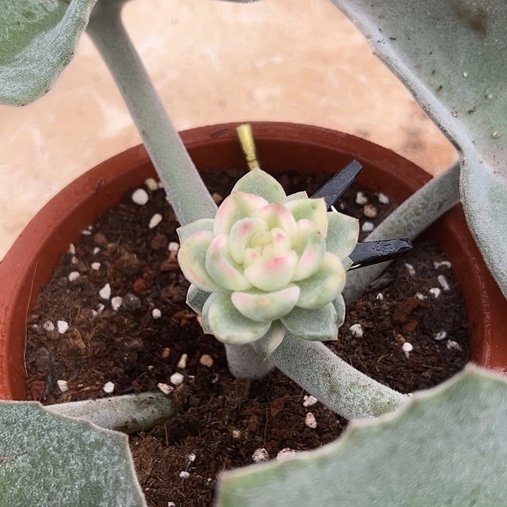 魚****冰月亮锦多肉植物