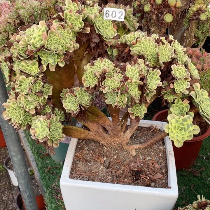 瑕疵602号40厘米绿豆沙缀