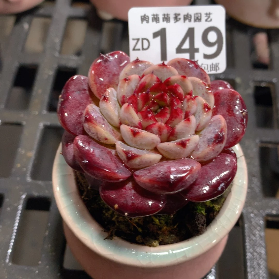 肉萌萌拇指盆精控多肉ZD149