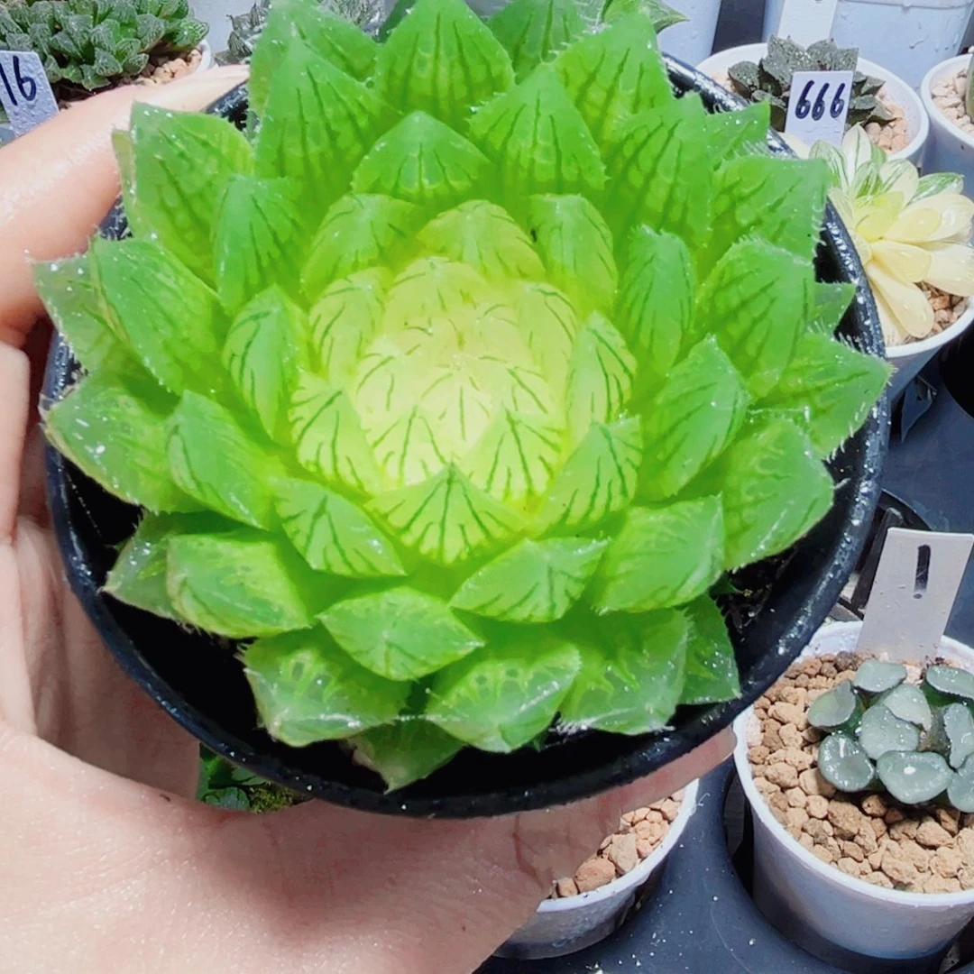 白莲花多肉植物66666