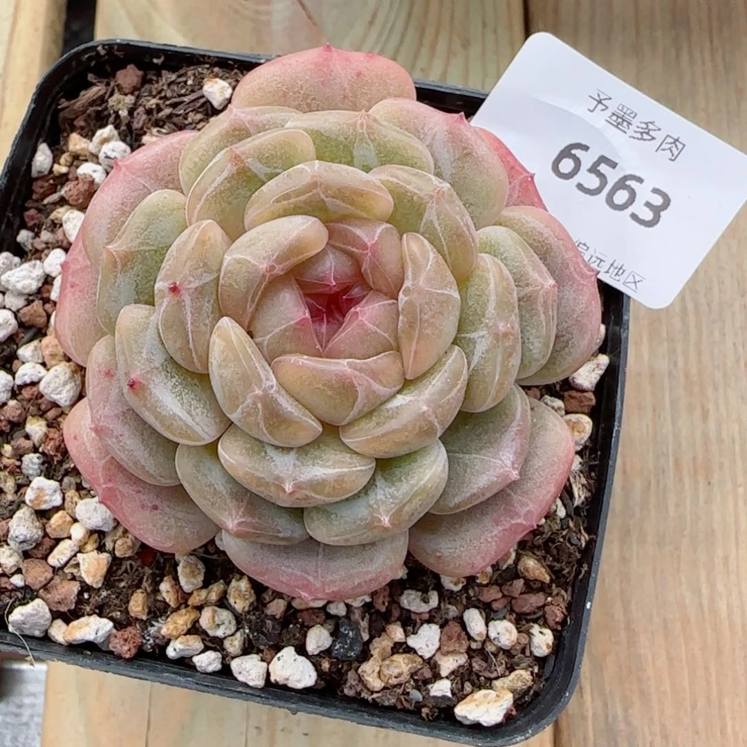 粉心白恋，6563多肉植物