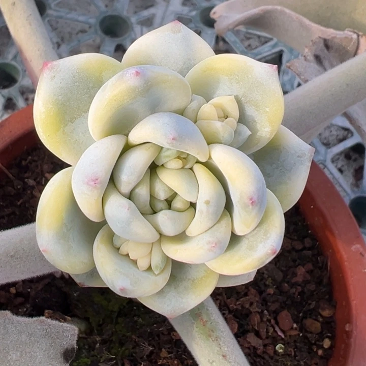 望舒锦带侧芽一物一拍锦龙