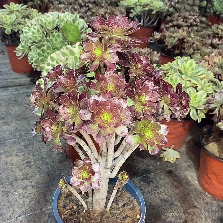 黑法多肉植物055