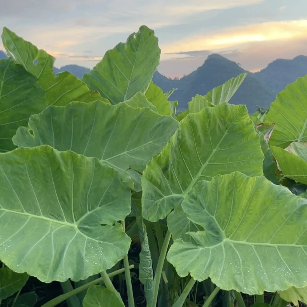 水果大叶象耳芋室内外庭院花卉可水土培绿植象耳芋盆栽