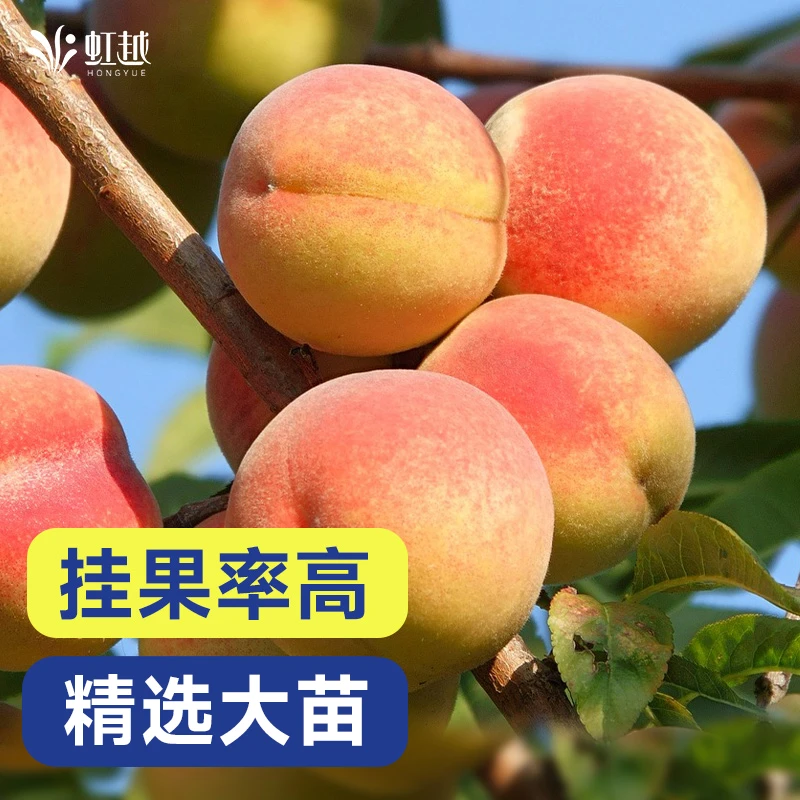 虹越果树 | 桃树桃子大苗果苗盆栽裸根苗南北方油桃