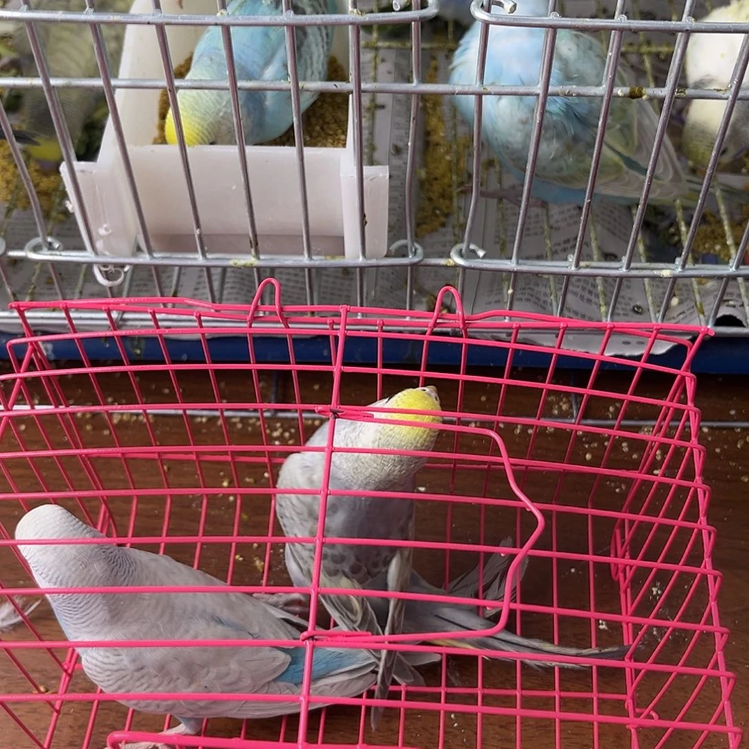 虎皮鹦鹉金彩鹦鹉