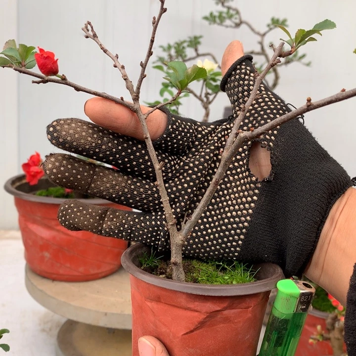 无花朵?***空原生........