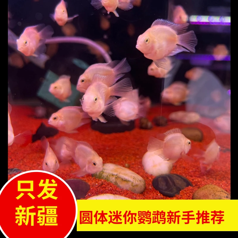新疆鱼乐圈观赏鱼包邮圆体迷你鹦鹉白金精品好养易活新手推荐