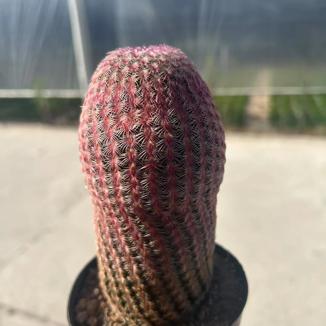 特粗级红太阳   仙人球夏型种绿植盆栽桌面阳台