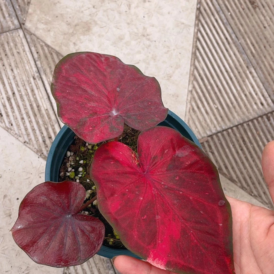 完全开放泰彩一物一拍116