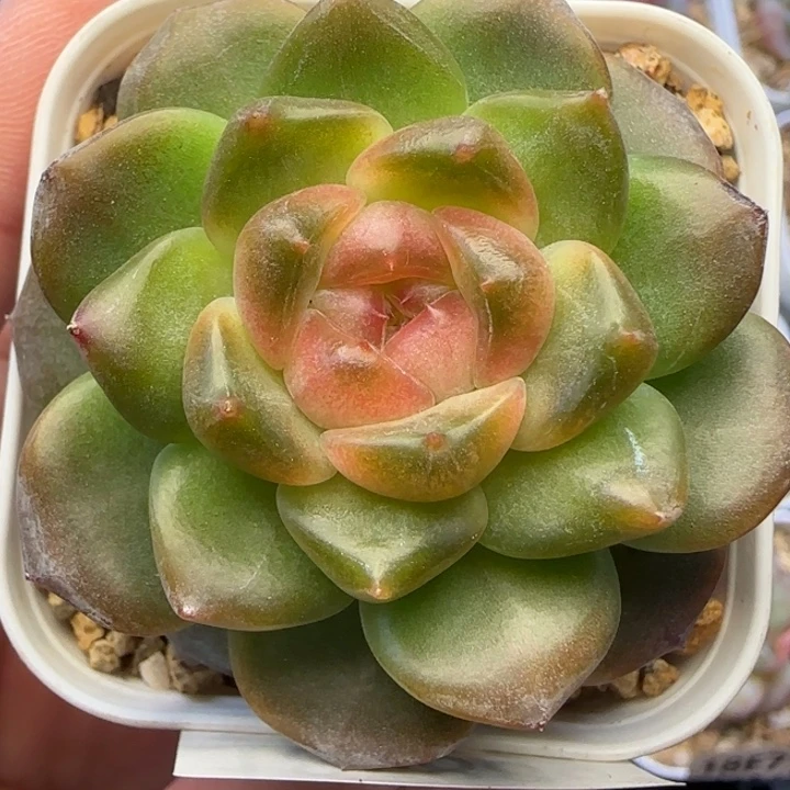 遇***C【满19.9包邮非偏远】886