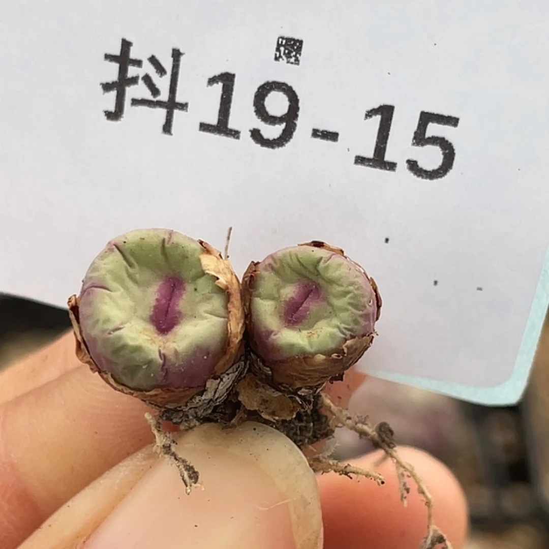 19-15嘴多肉植物肉锥