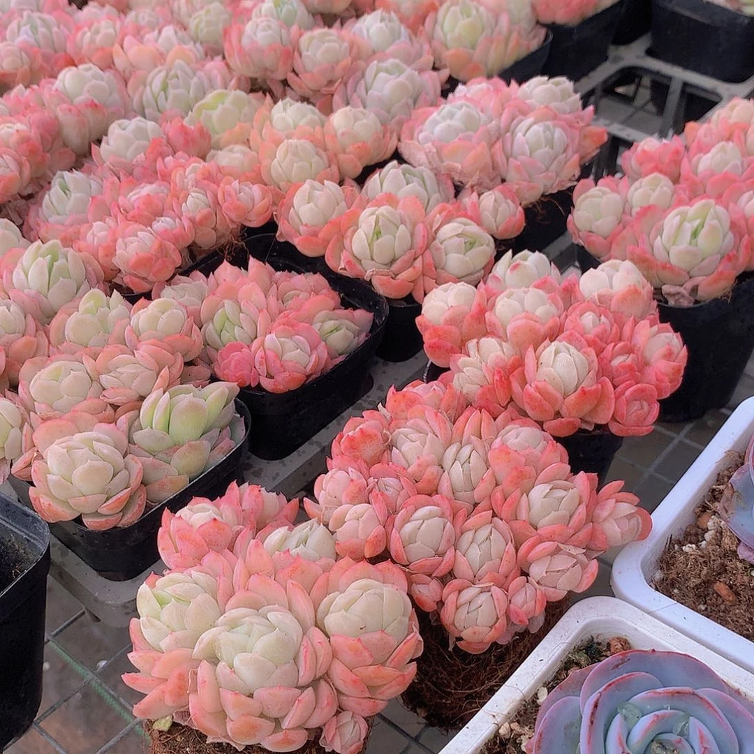 香水贝瑞24467889999900